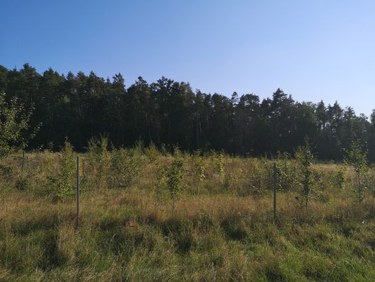 Aufforstung mit klimatoleranten heimischen Baumarten